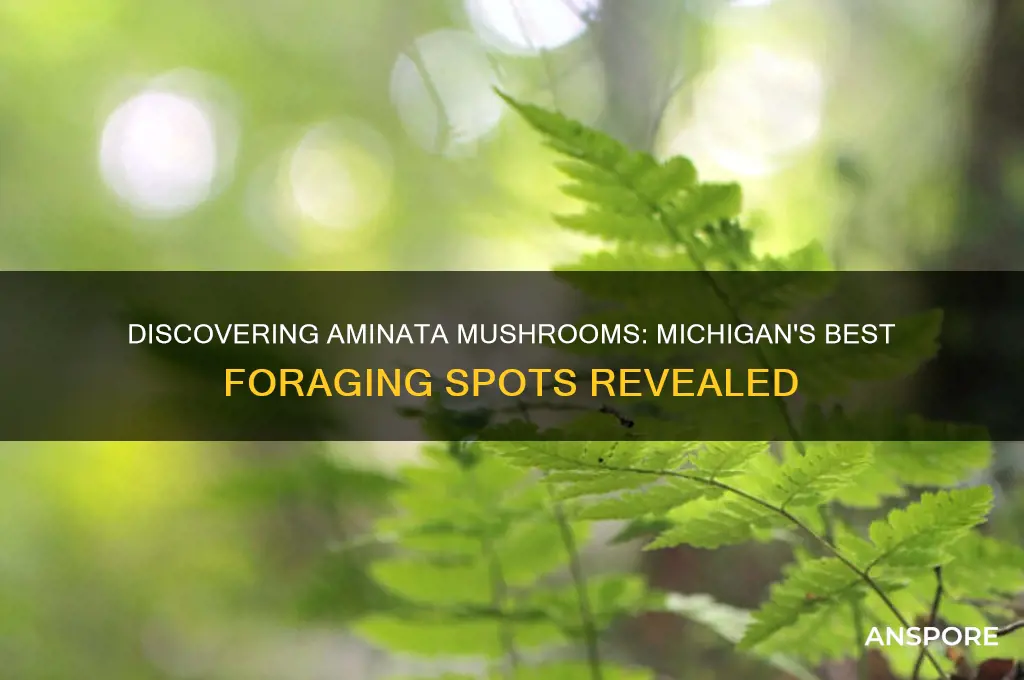 where to find aminata mushrooms in michigan