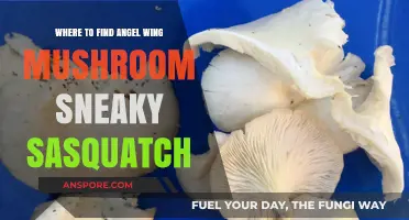 Discover Hidden Angel Wing Mushrooms in Sneaky Sasquatch: Top Spots