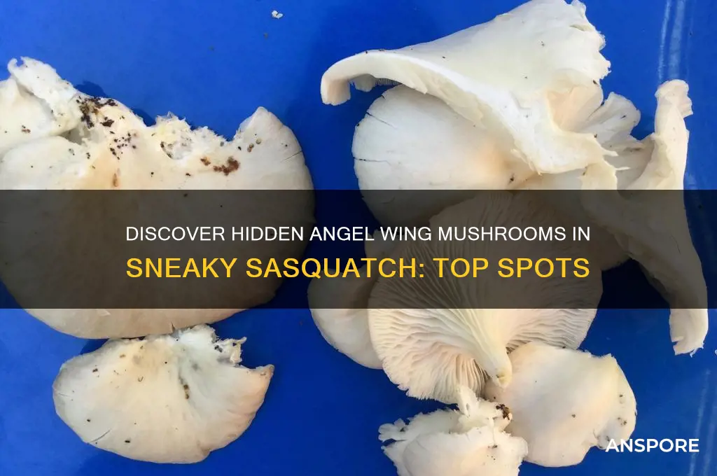 where to find angel wing mushroom sneaky sasquatch