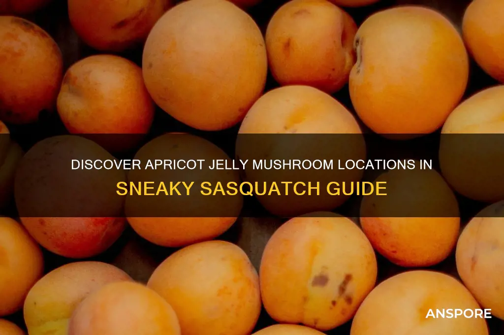 where to find apricot jelly mushroom sneaky sasquatch