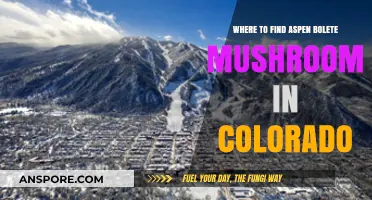 Discover Aspen Bolete Mushrooms: Colorado's Best Foraging Spots
