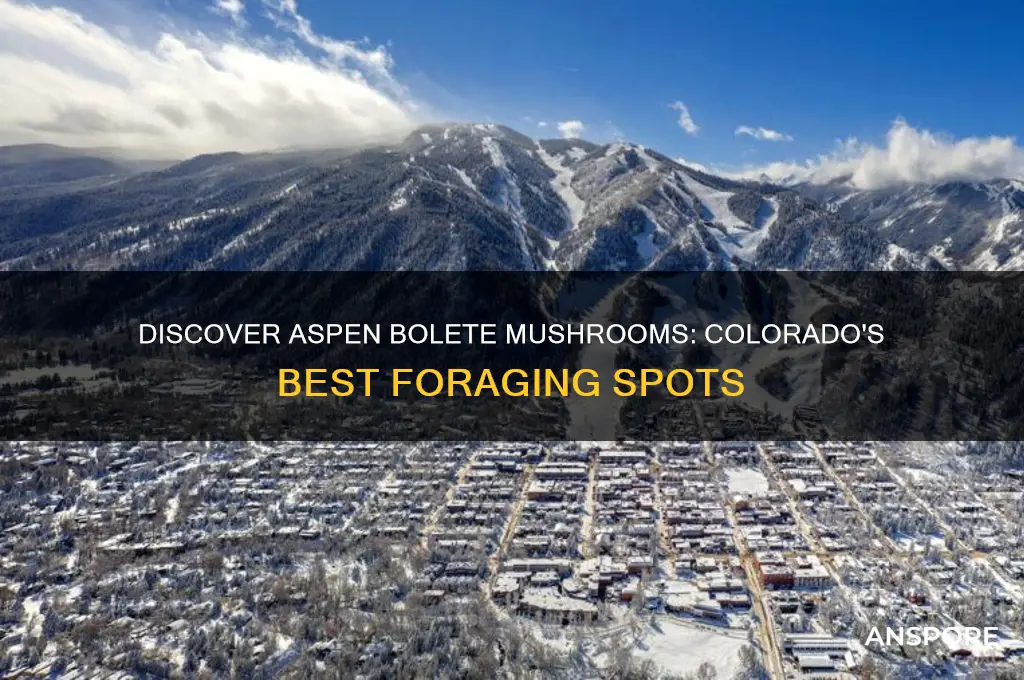 where to find aspen bolete mushroom in colorado