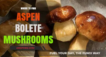 Discovering Aspen Bolete Mushrooms: Prime Locations and Foraging Tips