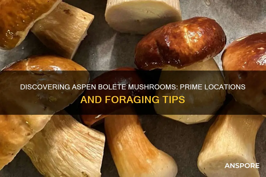 where to find aspen bolete mushrooms