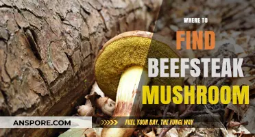 Discovering Beefsteak Mushrooms: Top Locations for Foraging Success