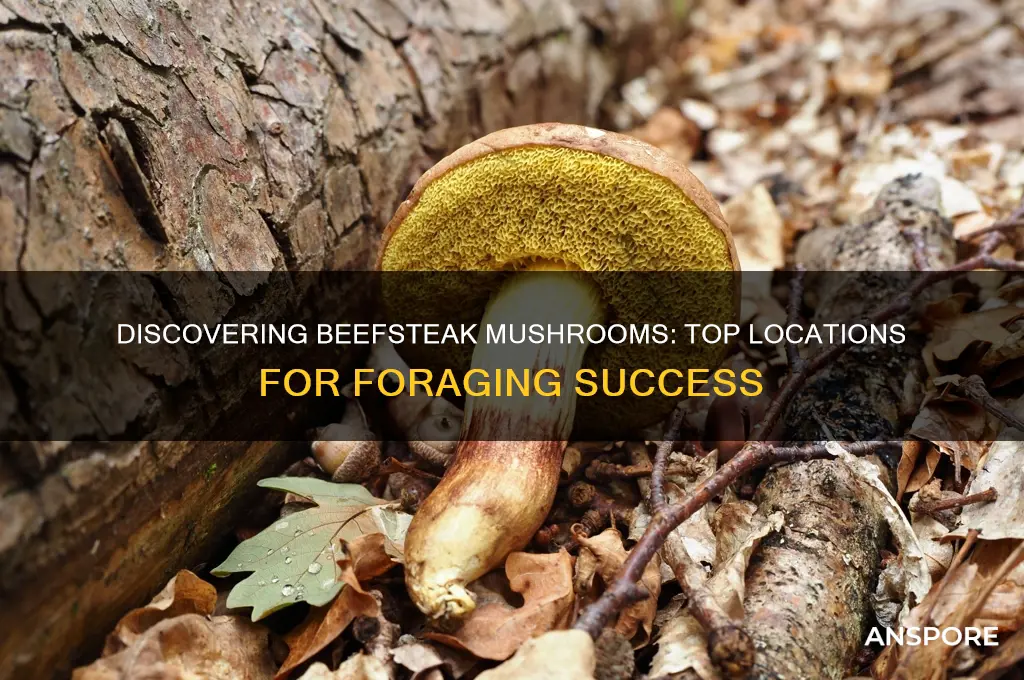 where to find beefsteak mushrooms