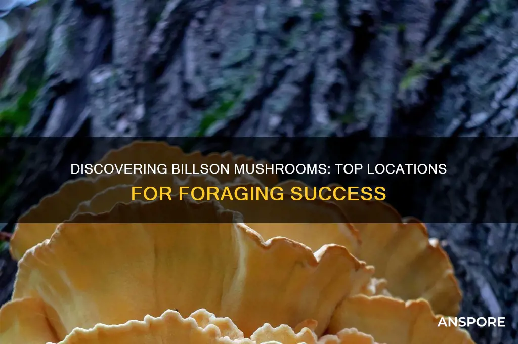 where to find billson mushrooms