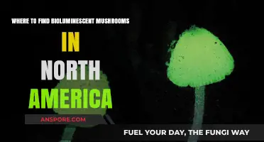Glowing Forests: Discovering Bioluminescent Mushrooms in North America