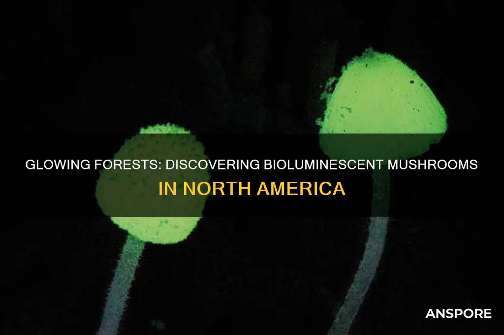 where to find bioluminescent mushrooms in north america