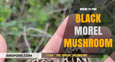 Discovering Black Morel Mushrooms: Top Spots for Foraging Success
