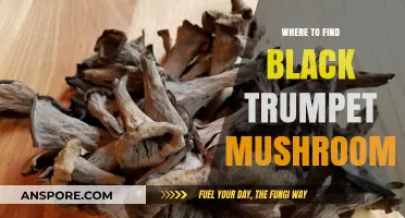 Discovering Black Trumpet Mushrooms: Top Foraging Spots and Tips