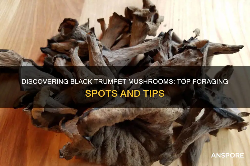 where to find black trumpet mushrooms