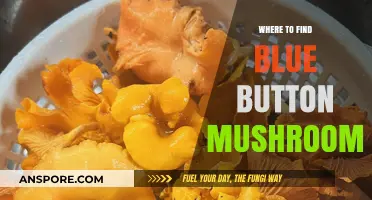 Discovering Blue Button Mushrooms: Top Locations for Foraging Success