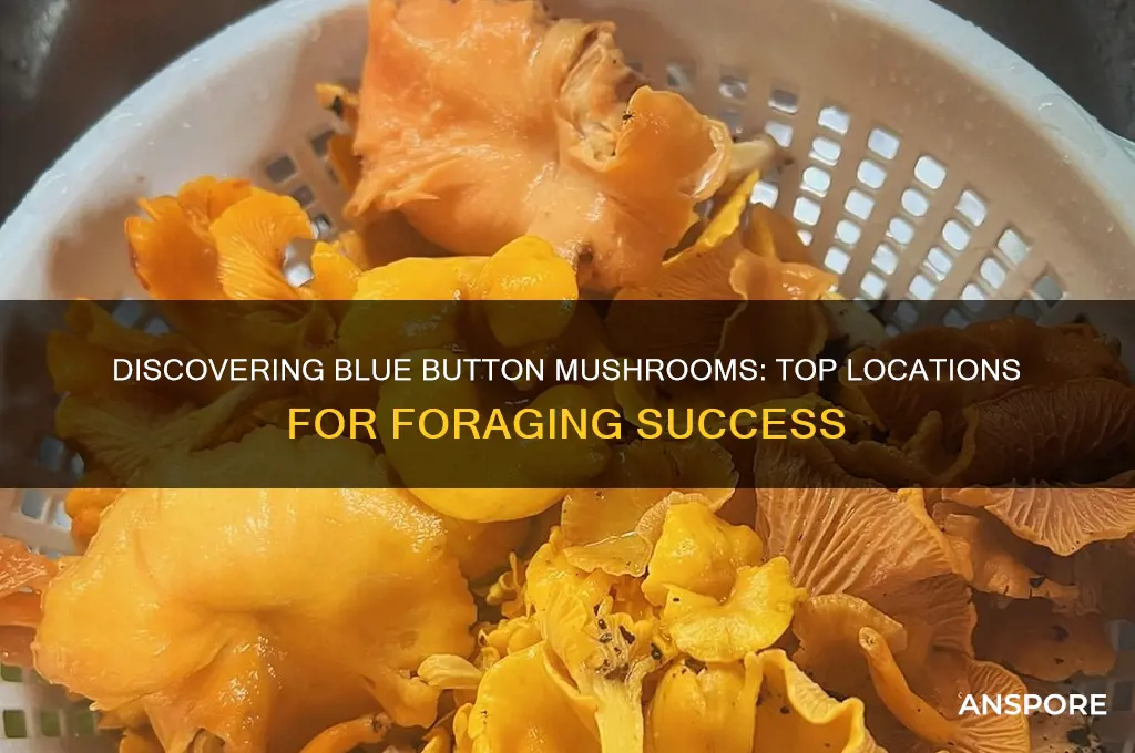 where to find blue button mushrooms