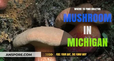 Discover Michigan's Best Spots for Boletus Mushroom Foraging