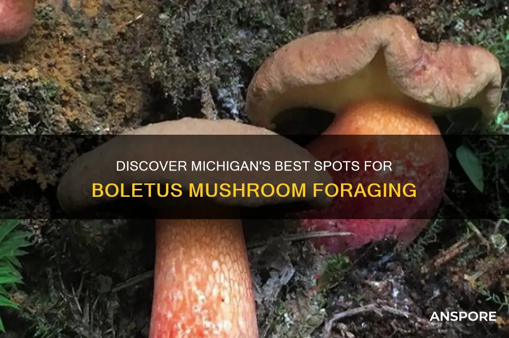 where to find boletus mushrooms in michigan