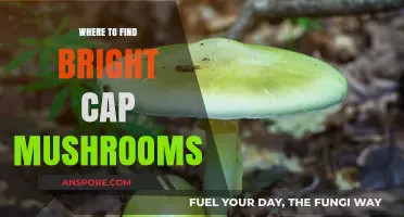 Discover Bright Cap Mushrooms: Top Locations and Foraging Tips