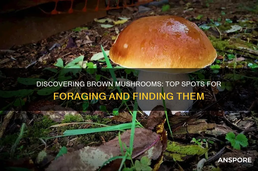 where to find brown mushrooms