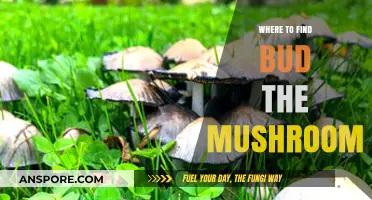 Discover Bud the Mushroom: Top Spots to Find This Rare Fungus