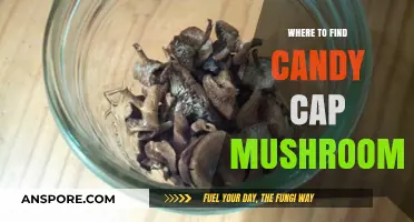 Discovering Candy Cap Mushrooms: Top Locations for Foraging Sweet Delights