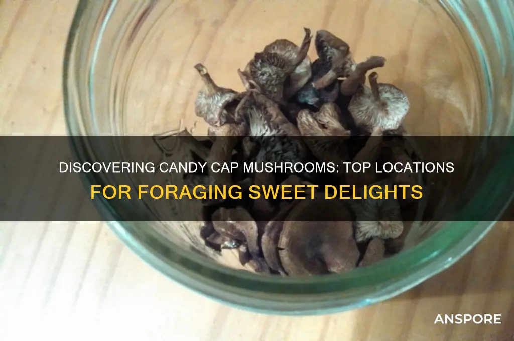 where to find candy cap mushrooms