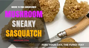 Discover Cauliflower Mushrooms in Sneaky Sasquatch: Top Secret Spots