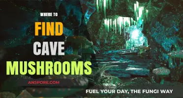 Discovering Hidden Cave Mushrooms: Best Locations and Exploration Tips