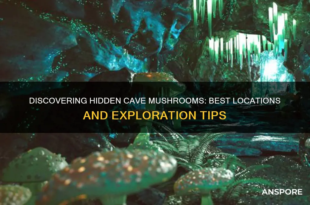 where to find cave mushrooms