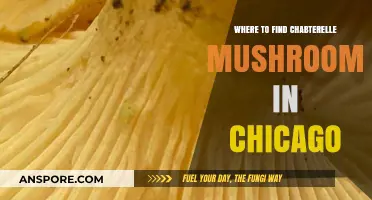 Discover Chicago's Hidden Chanterelle Mushroom Spots: A Forager's Guide