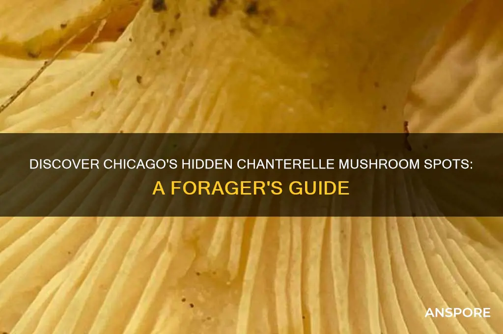 where to find chabterelle mushrooms in chicago