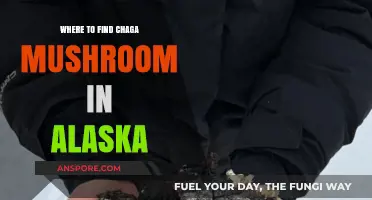 Discover Alaska's Hidden Chaga Mushrooms: Prime Locations and Harvesting Tips