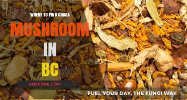 Discovering Chaga Mushroom: Top Spots in British Columbia for Foraging