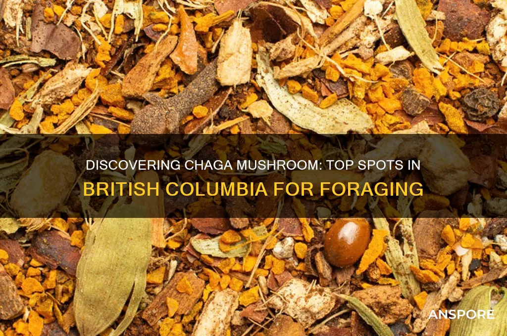 where to find chaga mushroom in bc