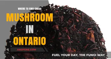 Discovering Chaga Mushrooms: Top Spots in Ontario's Forests