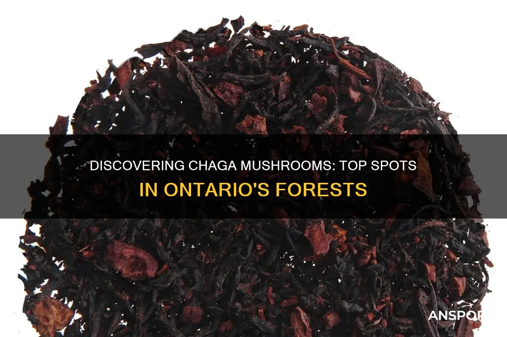 where to find chaga mushroom in ontario