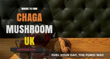 Discovering Chaga Mushrooms in the UK: Top Locations and Tips