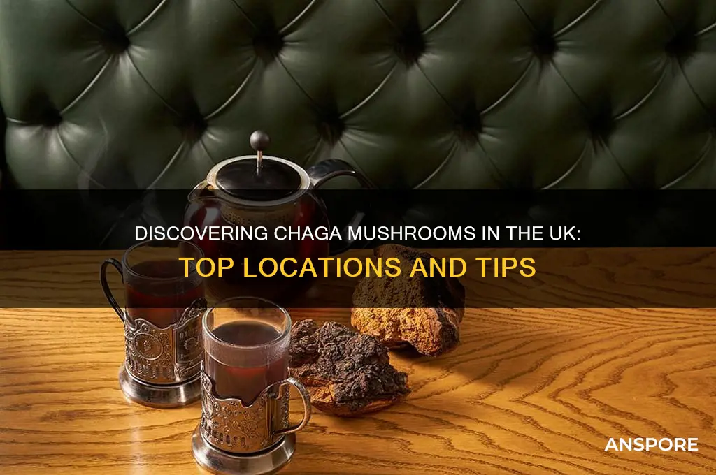 where to find chaga mushroom uk