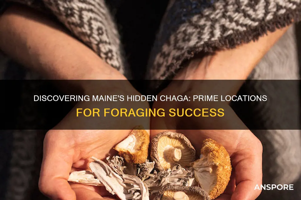 where to find chaga mushrooms in maine