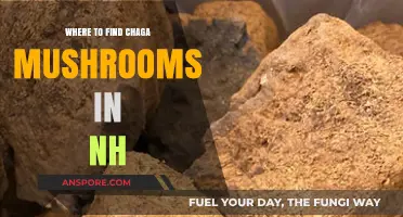Discovering Chaga Mushrooms: Prime Locations in New Hampshire's Forests