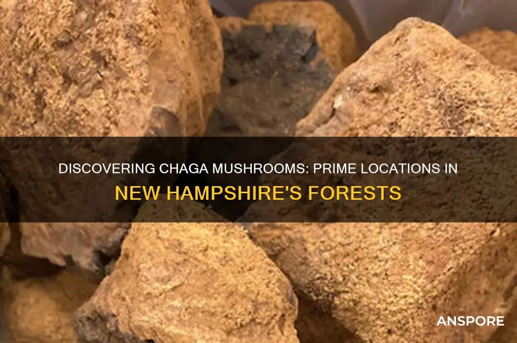 where to find chaga mushrooms in nh
