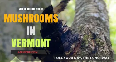 Discovering Chaga Mushrooms: Vermont's Hidden Forest Treasures and Locations