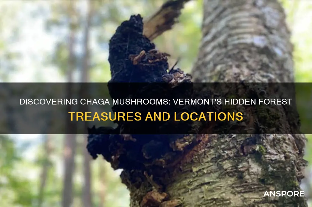 where to find chaga mushrooms in vermont