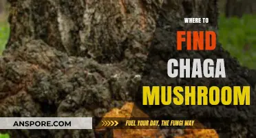 Discovering Chaga: Top Locations to Find This Medicinal Mushroom