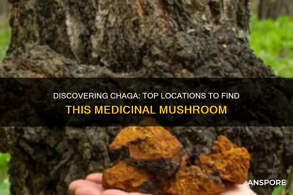where to find chaga mushrooms