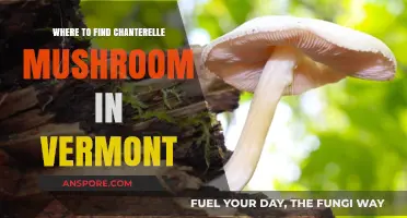 Discovering Vermont's Hidden Chanterelle Mushroom Hotspots: A Forager's Guide