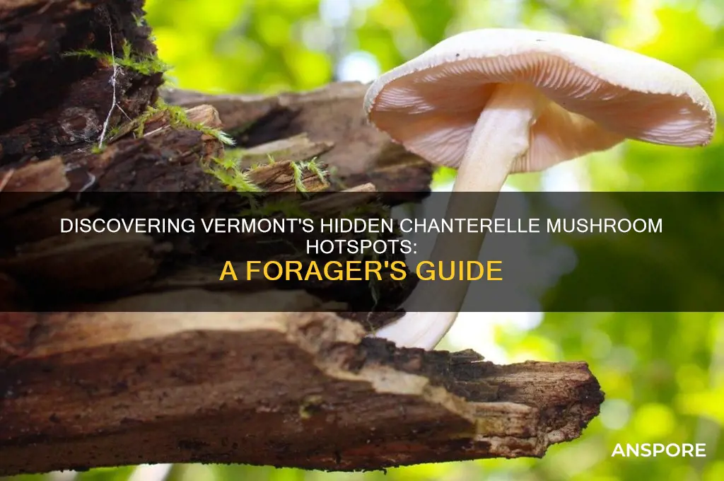 where to find chanterelle mushroom in vermont