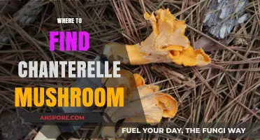 Discovering Chanterelle Mushrooms: Top Spots for Foraging Wild Delights