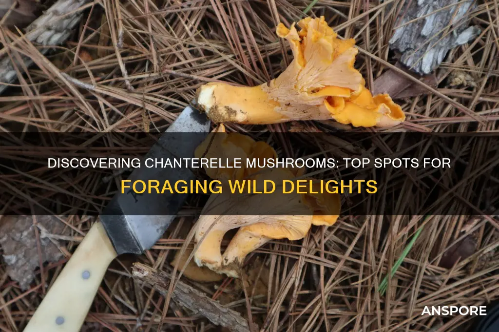 where to find chanterelle mushroom