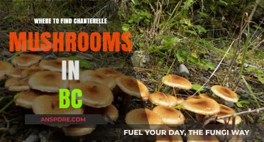 Discovering Chanterelle Mushrooms: Top BC Foraging Spots and Tips