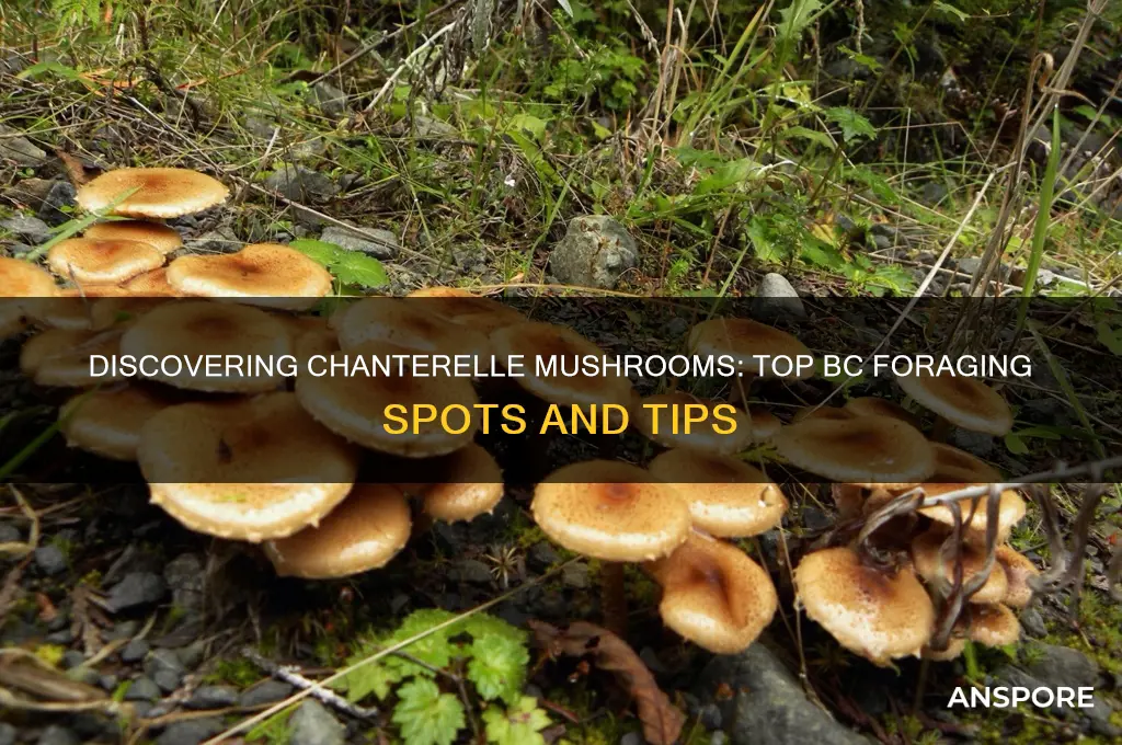 where to find chanterelle mushrooms in bc